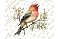 Vintage Song Bird Clipart PNG, Botanical Bird Art Clip Art Product Image 5