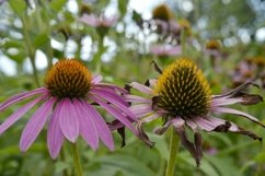 SET different blooming flowers with leaves in natural nature Product Image 22