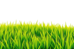 Green Grass On A White Background Product Image 1
