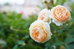 Three light orange wild roses on the branch in the garden Product Image 1