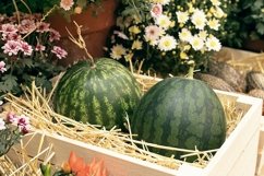 harvest of watermelons in a wooden box in the garden Product Image 1