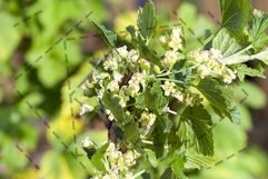 blooming currant plant Product Image 1