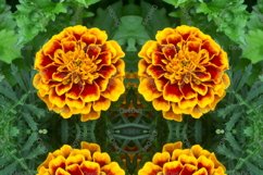 12 abstract Seamless colorful FLOWER patterns pack. Product Image 7