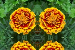 12 abstract Seamless colorful FLOWER patterns pack. Product Image 7