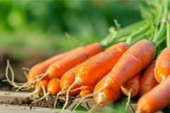 Fresh harvested carrots lying on soil Product Image 1