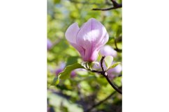 Nature photo &quot;Sunny Magnolias&quot;. One magnolia flower. Product Image 2