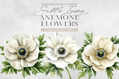 Ivory Anemone Flowers Clipart, Watercolor PNG Product Image 1
