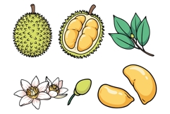 Durian Fruit Clipart Product Image 1
