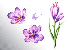 Saffron Product Image 4