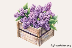 Lilac Flower Watercolor Cliparts PNG Product Image 1