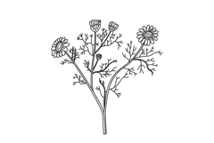 Line art botanical bouquet chamomile isolated on white backg Product Image 1