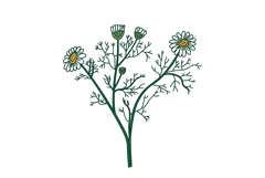 Botanical bouquet chamomile isolated on white background Product Image 1