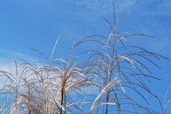 Miscanthus panicles against blue sky. Natural background Product Image 1