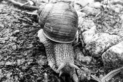 Big garden snail in shell crawling on wet road hurry home Product Image 13