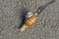Big garden snail in shell crawling on wet road hurry home Product Image 11