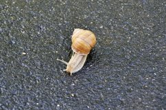 Big garden snail in shell crawling on wet road hurry home Product Image 28