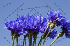 blue wildflowers cornflowers Product Image 1
