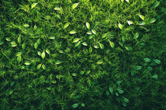 Green Leaves Background Wallpaper Product Image 1