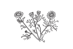 Line art botanical bouquet daisy isolated on white backgroun Product Image 1