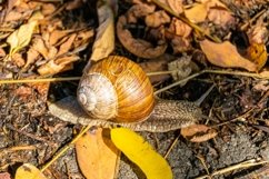 Big garden snail in shell crawling on wet road hurry home Product Image 21
