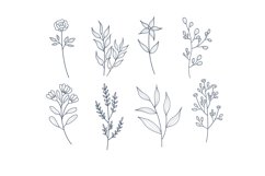 Hand-Draw With Herb And Flowers Collection Product Image 1