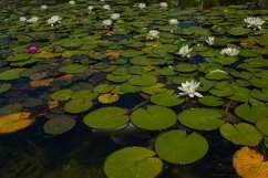 Green leaves and lotus flowers in the pond on the water Product Image 1