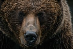 Close-up of a brown bear&#039;s face showcasing its deep gaze and Product Image 1