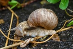 Big garden snail in shell crawling on wet road hurry home Product Image 4