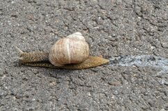 Big garden snail in shell crawling on wet road hurry home Product Image 26