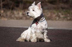 west highland white terrier Product Image 1