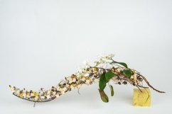 Composition of spring flowers on white background Product Image 1