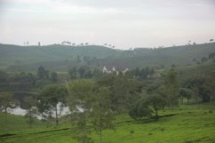 Misty morning at tea plantation Product Image 1