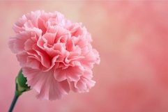 Delicate pink carnation on soft background Product Image 1