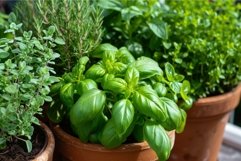 Fragrant Aromatic potted herbs. Generate Ai Product Image 1