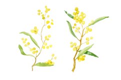 Mimosa. Acacia. Tulips. Product Image 2