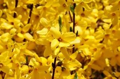 24x Beautiful backgrounds of flowering trees Product Image 11