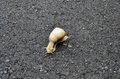 Big garden snail in shell crawling on wet road hurry home Product Image 21