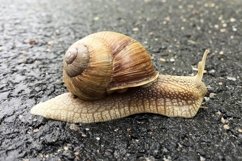 Big garden snail in shell crawling on wet road hurry home Product Image 18