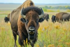 American bison in wild prairie grassland Product Image 1