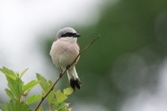 Lanius collurio on a branch Product Image 1