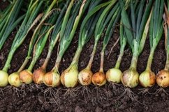 Harvest of fresh ripe onion on the ground. Product Image 1