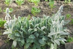 SET different blooming flowers with leaves in natural nature Product Image 9