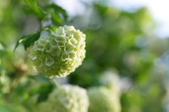 Stock Photo - Blooming viburnum buldenezh, white flowers Product Image 1