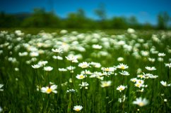 White daisies in the wild field as a natural card Product Image 1