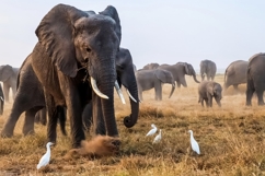 Elephant kicking up dust in Amboseli National Park, Kenya Product Image 1