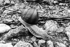 Big garden snail in shell crawling on wet road hurry home Product Image 23