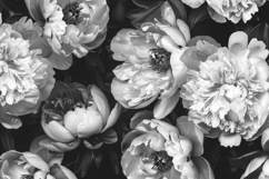 White Flowers on a Black Background Wallpaper Product Image 1