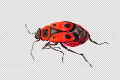 May beetle ordinary watercolor png Product Image 5