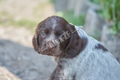 Little puppy of a Russian hunting spaniel Product Image 1