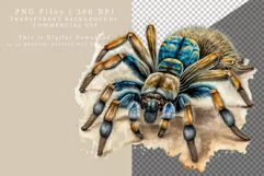 Tarantula clipart, Spider clipart, Halloween clipart, Product Image 2